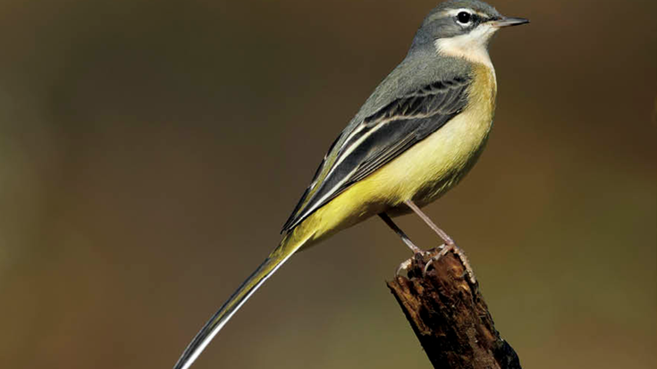 Buztanikara horia (Motacilla cinerea)
