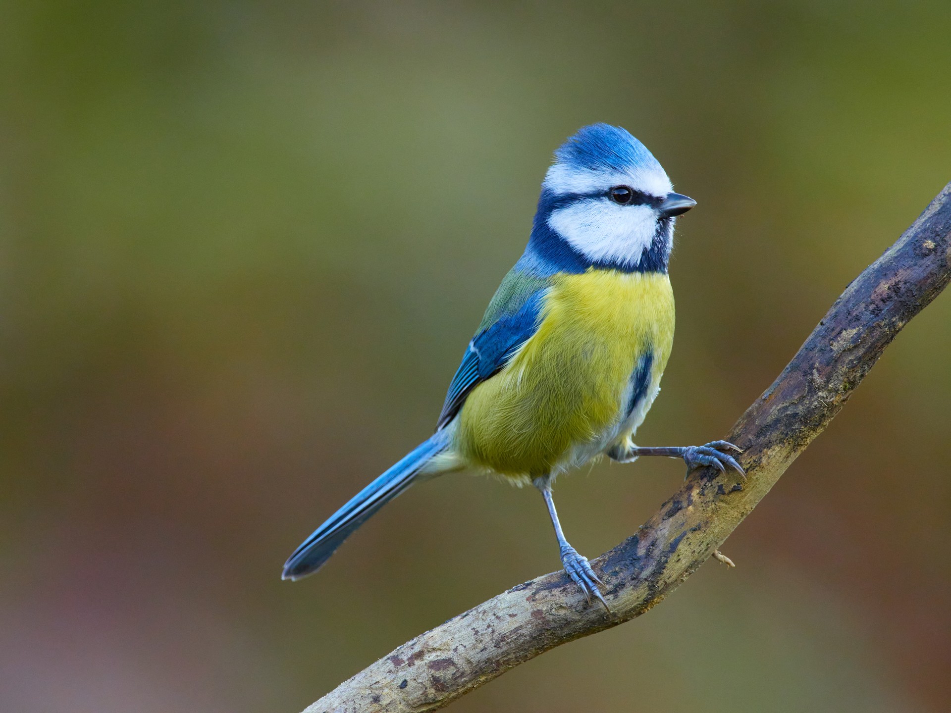 Amilotx urdina (Cyanistes caeruleus)