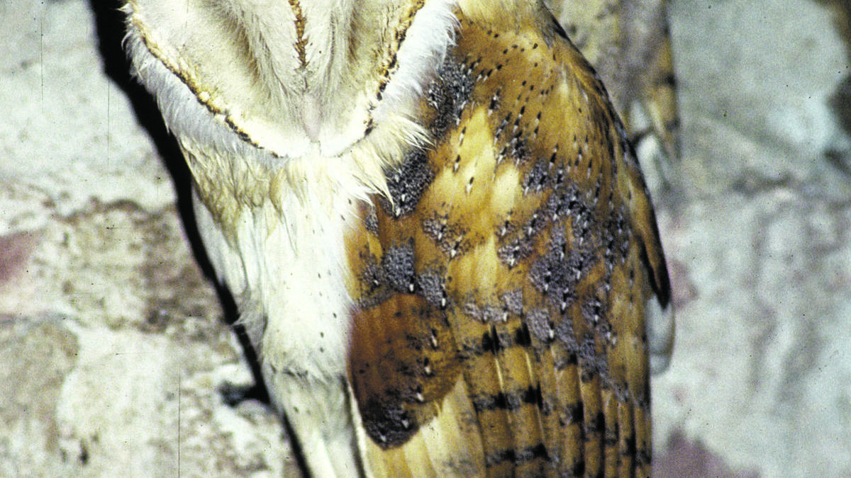 Urubia eta hontza zuria