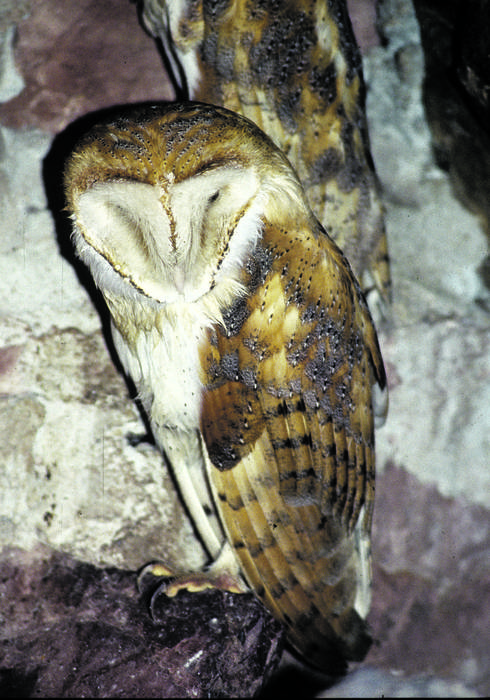 Urubia eta hontza zuria