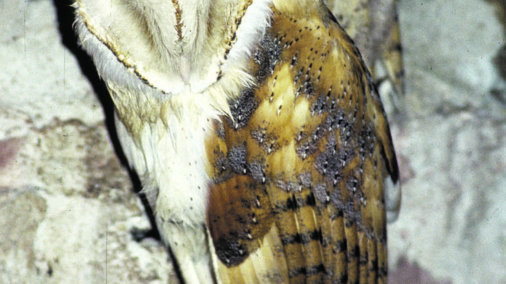 Urubia eta hontza zuria