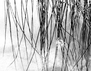 2026ko Argazki Bilera, bihartik aurrera zabalik