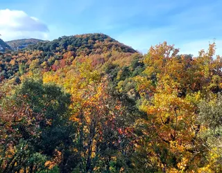 Lasaon bertako basoa berreskuratzeko proiektua "zapuztu" izana egotzi dio Lurgaiak aldundiari
