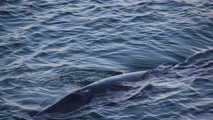 Irudietan: Balea bat dabil egunotan moila parean