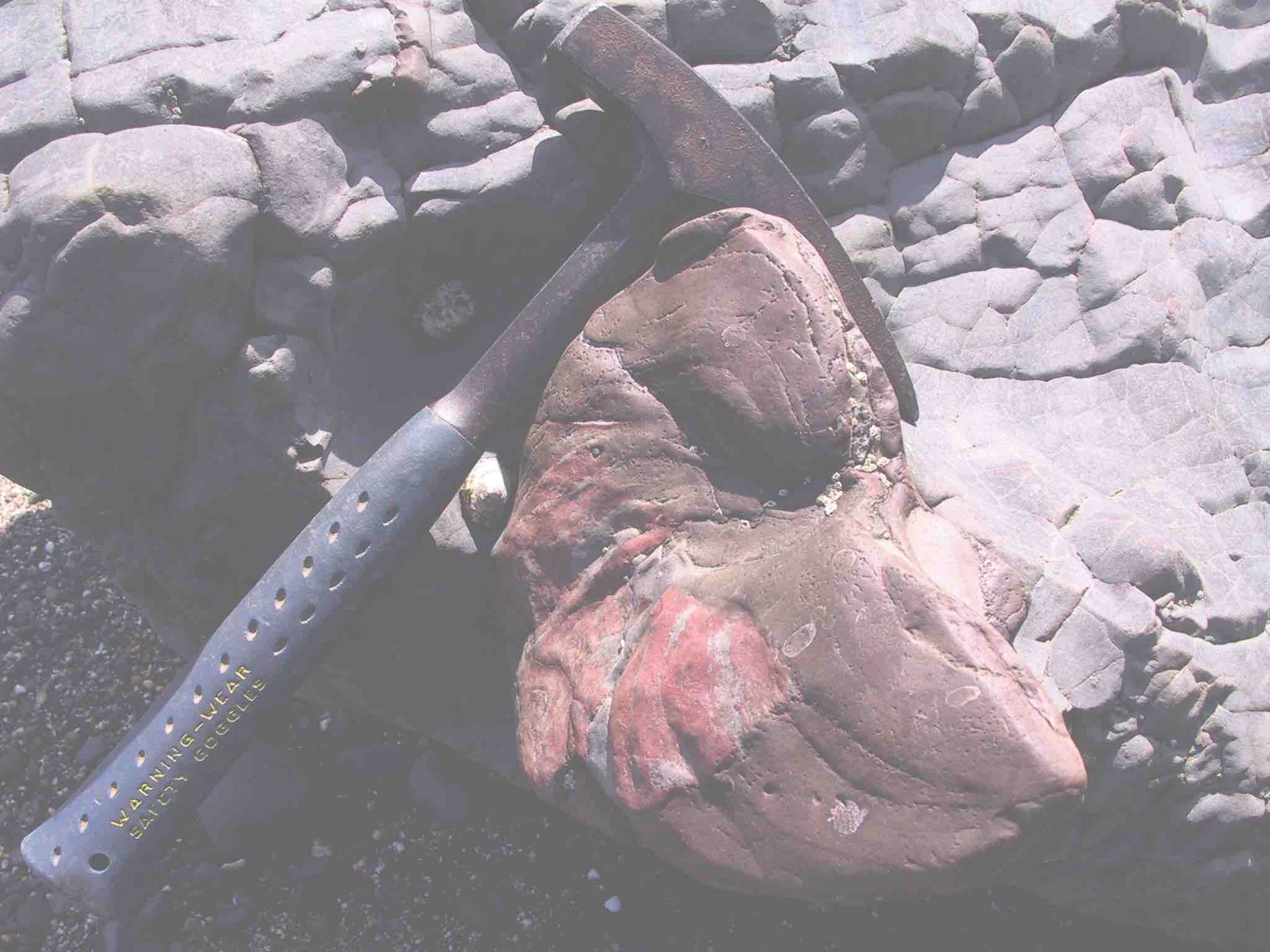 Mutrikuko Amonite erraldoien misterioa