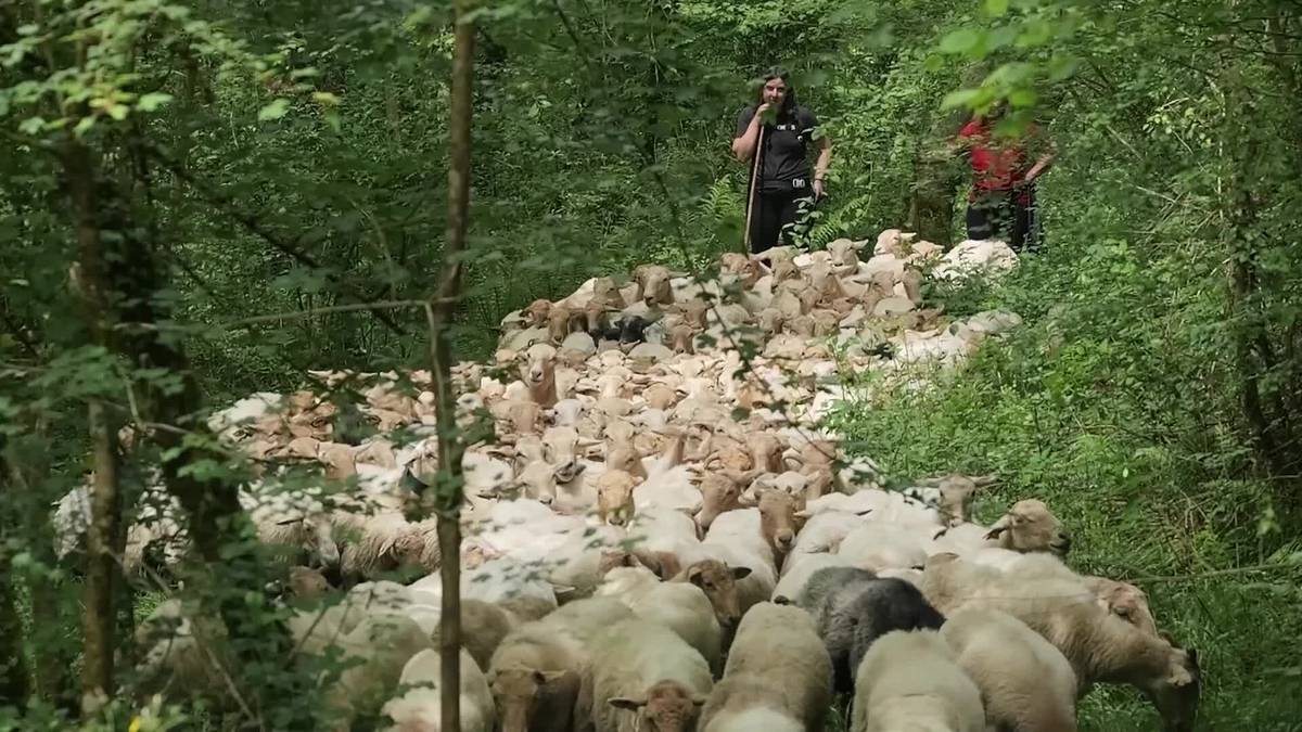 Transhumantzia Azpeititik Aralarrera, antzinako eran