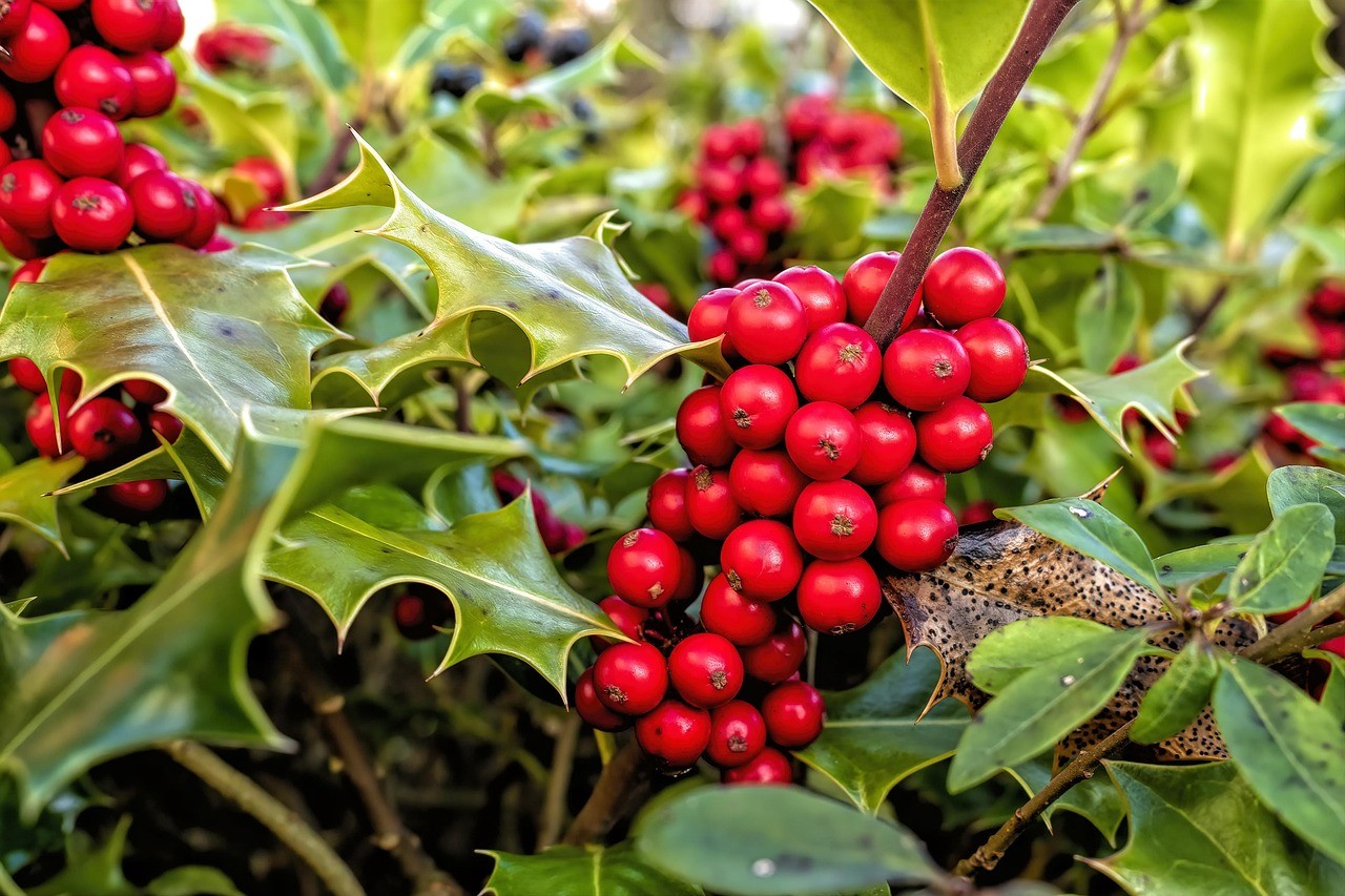 Herrio natur taldeak bihar goizean banatuko ditu Euskal Herriko zuhaitzak