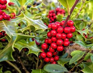 Herrio natur taldeak Euskal Herriko zuhaitzen banaketa egingo du hilaren 20an