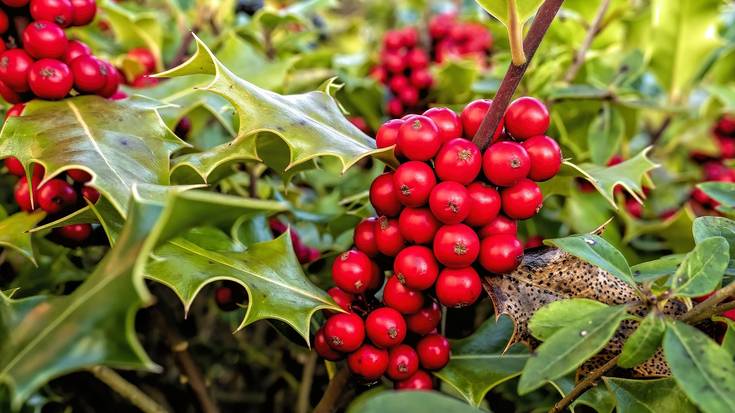Herrio Natur Taldeak Euskal Herriko zuhaitzen banaketa egingo du hilaren 20an