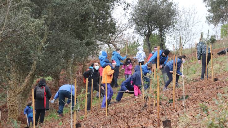 Bertan behera utzi du Geoparkeak biharko zuhaitz landaketa