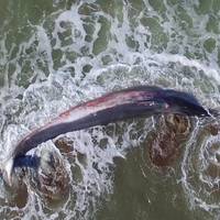 Ikus-entzunezkoa: 'Cantabrico salvaje' dokumentala eta solasaldia