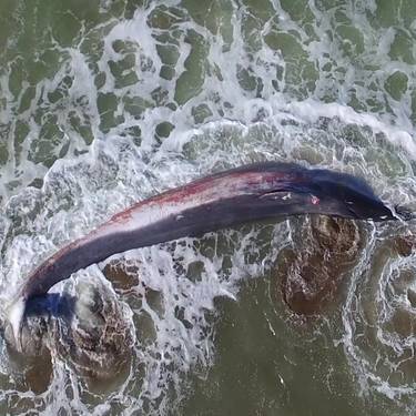 Ikus-entzunezkoa: 'Cantabrico salvaje' dokumentala eta solasaldia