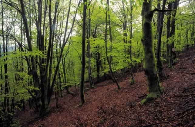 Basoak eta landaketak bereizi ezinik