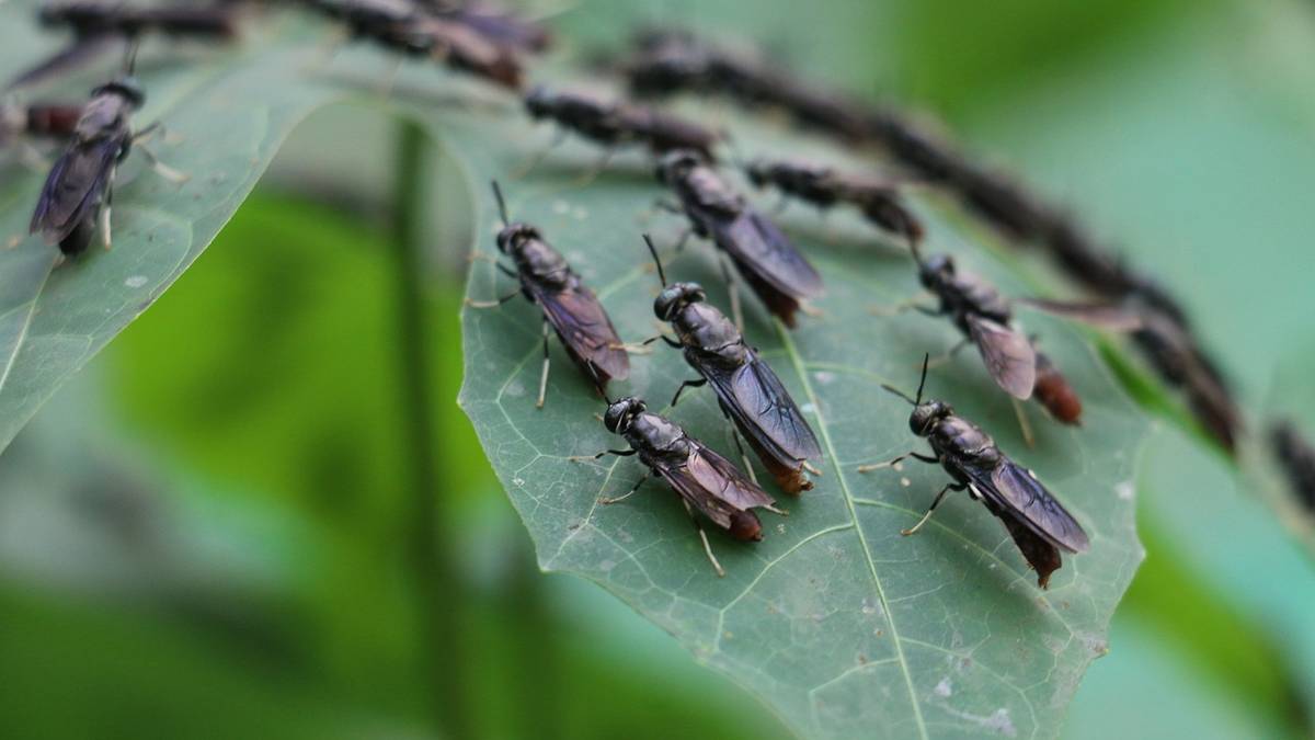 Zein da 'mamorrue' Azkoitiko hitzaren esanahia?