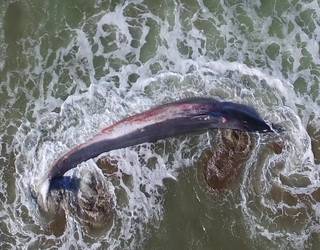 'Cantabrico Salvaje' dokumentalaren emanaldia eta solasaldia, ostegunean