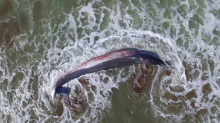 'Cantabrico Salvaje' dokumentalaren emanaldia eta solasaldia, ostegunean