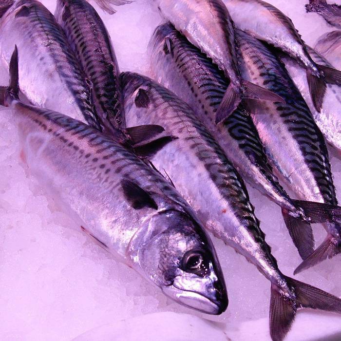 Hasi da sartzen berdela Getariako portuan