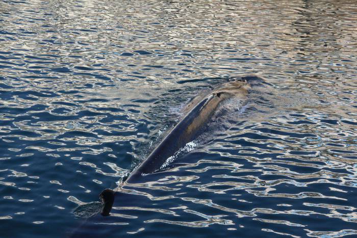 Ez dago zehaztuta portuan bueltaka dabilen balea artatzeko protokolorik