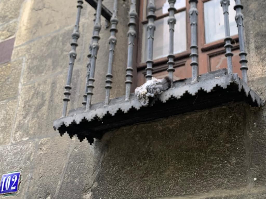 Kejie ta desditxie: "Hildako usoak hilabeteak daramatza guztion bistan"