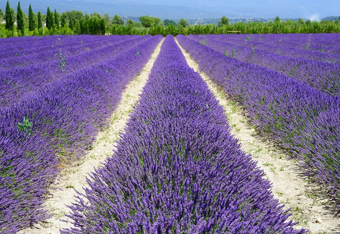 Datorren udarako Kroaziara eta Frantziara bi bidaia antolatu ditu Baigerak