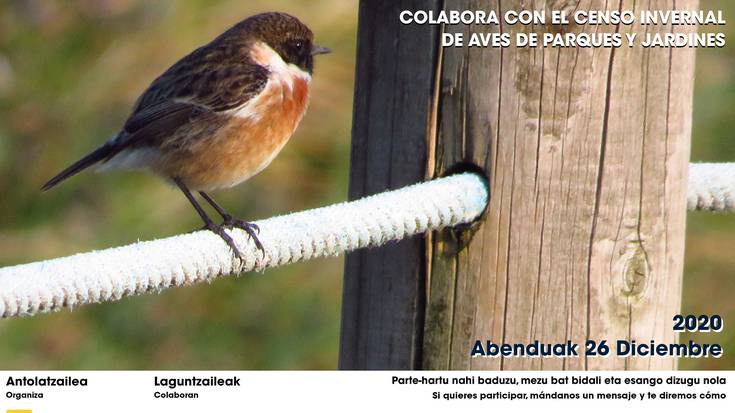 Ornithok antolatu duen Euskadiko Parke eta Lorategietako Hegaztien I. Neguko zentsua Euskal Kostaldeko Geoparkera ekarri dugu
