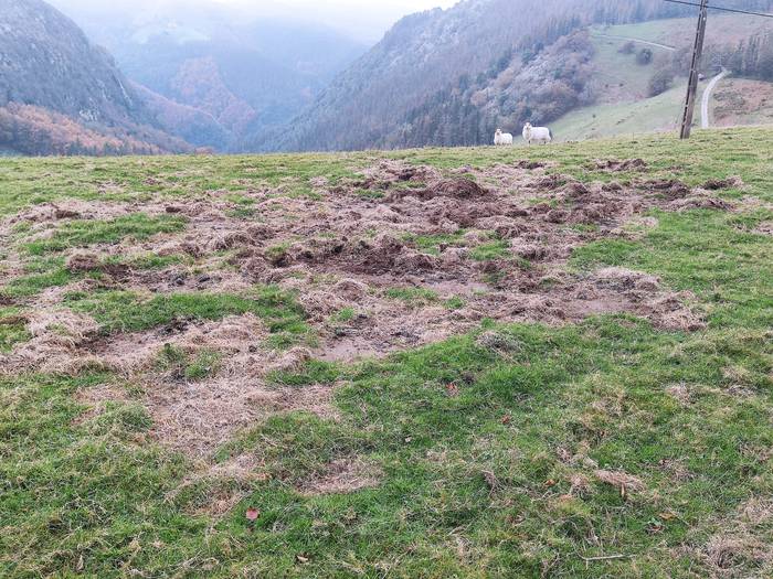 Basurdeen eta orkatzen uxaldiei berriro ekingo diete Gipuzkoan