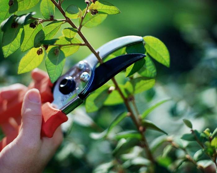 Kimaketa ikastaroa eskainiko dute Kimu Bat Gardenen