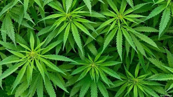 Bi gizonezko atxilotu dituzte Zarautzen, marihuana kopuru handia atzemanda