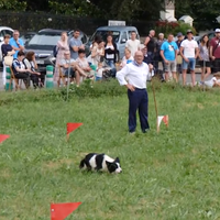 Artzain Txakur Lehiaketa