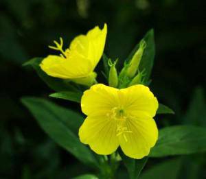 Oenothera espezie inbaditzailea kentzeko ekimena izango da, larunbatean, Santiagon