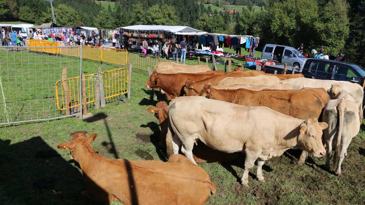 Bigarren urtez, ez dute mendi ganadu feriarik egingo Elosuan