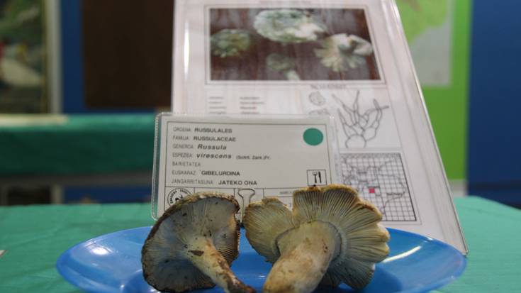 Natur Astea: Egia al da onddoak desagertzen ari direla?