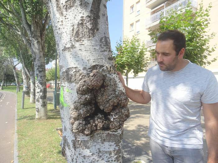Erortzeko arriskua duten zuhaitzak kendu eta berriak jarriko dituzte Zarautzen