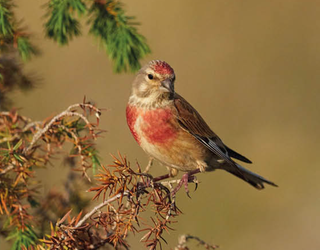 Txoka arrunta (Linaria cannabina)