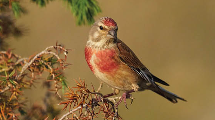Txoka arrunta (Linaria cannabina)