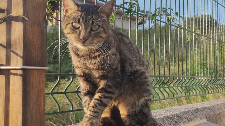 Etxeko katu bat agertu da Artadin