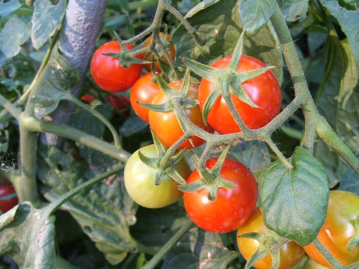 Tomateei buruzko tailerra eskainiko dute astelehenean Iraetako baratzeetan