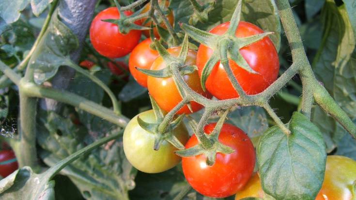 Tomateei buruzko tailerra eskainiko dute astelehenean Iraetako baratzeetan