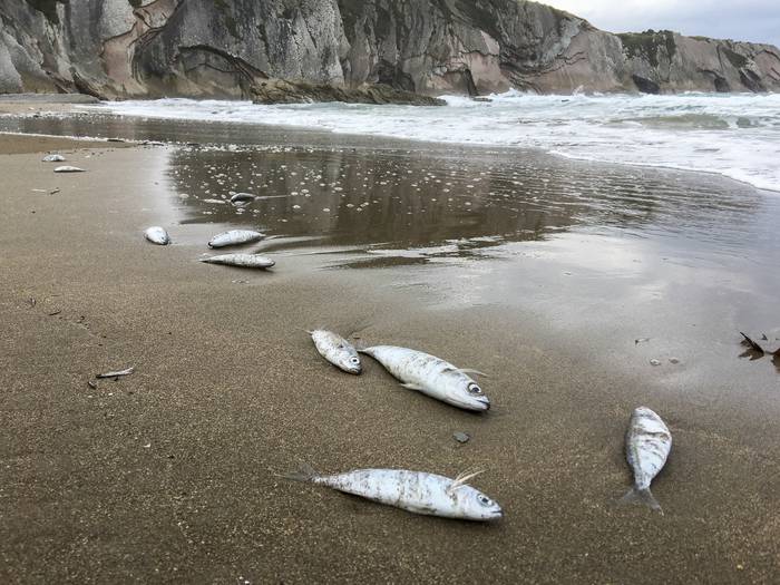 Dozenaka arrain agertu dira hilda Itzurunen