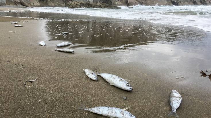 Dozenaka arrain agertu dira hilda Itzurunen