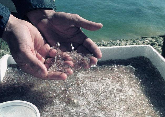 Aurten abenduaren 3tik 11ra harrapatu ahal izango dira angulak txalupatik