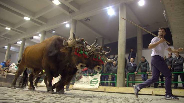 Aiako idi probak bertan behera gelditu dira, dermatosi nodular kutsakorra dela eta