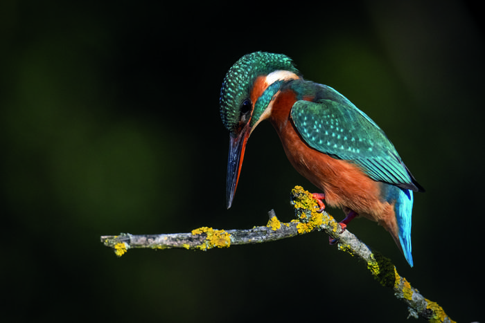 Martin arrantzalea (Alcedo atthis)