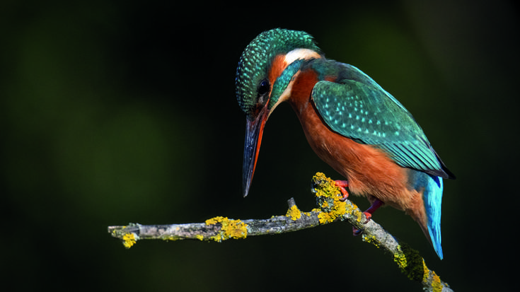 Martin arrantzalea (Alcedo atthis)