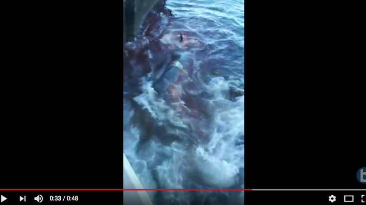 Bideoa: Zetazeo bat harrapatuta geratu da portu ondoan