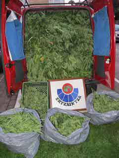 Gizonezko bat atxilotu dute Orion marihuana saila aurkituta