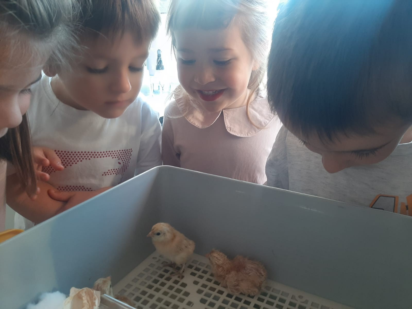 🐣Txitak jaio dira ikastolan🐣
